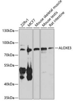 ALOXE3 Antibody - BSA Free, Novus Biologicals:Antibodies:Primary Antibodies