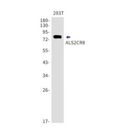 ALS2CR8 Antibody (S04-5G7), Novus Biologicals 100 &mu;g; Unconjugated:Antibodies,