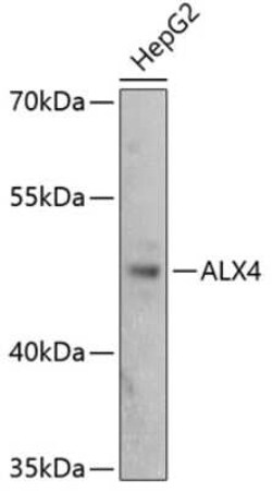 ALX4 Antibody - Azide and BSA Free, Novus Biologicals 0.02 mL | Buy Online | Novus Biologicals | Fisher Scientific