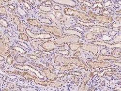 AMD1 Antibody, Novus Biologicals 50 &mu;g | Buy Online | Novus Biologicals | Fisher Scientific