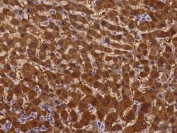 AMDHD1 Antibody, Novus Biologicals:Antibodies:Primary Antibodies