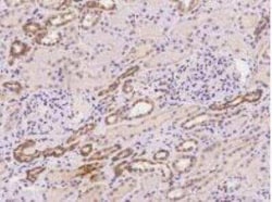 AMFR/gp78 Antibody, Novus Biologicals:Antibodies:Primary Antibodies