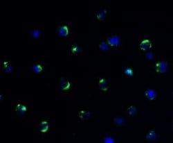 AMID Antibody - BSA Free, Novus Biologicals 0.1 mg | Buy Online | Novus Biologicals | Fisher Scientific