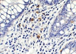 AMID Antibody - BSA Free, Novus Biologicals 0.1 mg | Buy Online | Novus Biologicals | Fisher Scientific