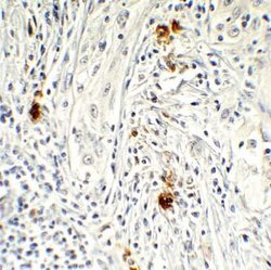 AMID Antibody - BSA Free, Novus Biologicals 0.1 mg | Buy Online | Bio-Techne | Fisher Scientific