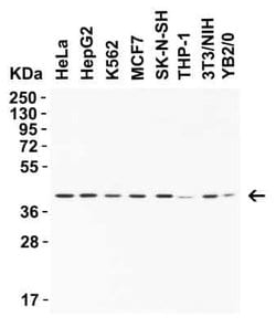 AMID Antibody - BSA Free, Novus Biologicals 0.1 mg | Buy Online | Novus Biologicals | Fisher Scientific