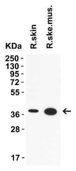 AMID Antibody - BSA Free, Novus Biologicals 0.1 mg | Buy Online | Bio-Techne | Fisher Scientific