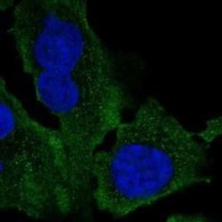 AMID Rabbit anti-Human, Polyclonal, Novus Biologicals:Antibodies:Primary