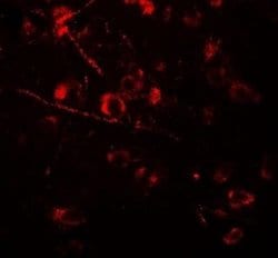 AMIGO Antibody - BSA Free, Novus Biologicals 0.1 mg; Unconjugated:Antibodies,