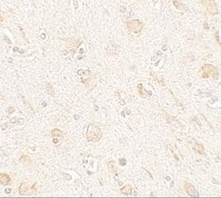 AMIGO Antibody - BSA Free, Novus Biologicals 0.1 mg; Unconjugated:Antibodies,