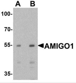 AMIGO Antibody - BSA Free, Novus Biologicals 0.1 mg; Unconjugated:Antibodies,
