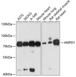 AMPD1 Antibody - BSA Free, Novus Biologicals:Antibodies:Primary Antibodies