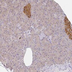 AMPD2 Antibody, Novus Biologicals:Antibodies:Primary Antibodies
