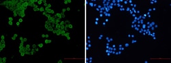 AMPK alpha 1, p Ser496 Antibody (S01-3B7), Novus Biologicals:Antibodies:Primary