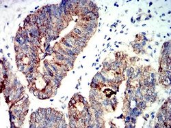 AMPK alpha 2 Antibody (5B4G1) - BSA Free, Novus Biologicals:Antibodies:Primary