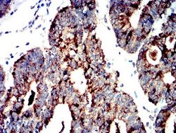 AMPK alpha 2 Antibody (8E11H5) - BSA Free, Novus Biologicals 0.1 ml; Unconjugated:Antibodies,