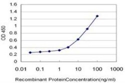 AMPK alpha 2 Antibody (1G8), Novus Biologicals 0.1 mg | Buy Online | Novus Biologicals | Fisher Scientific