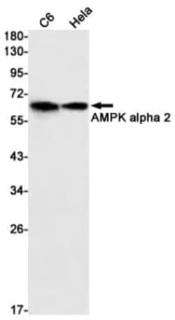 AMPK alpha 2 Antibody (S06-2E8), Novus Biologicals 100 &mu;g; Unconjugated:Antibodies,