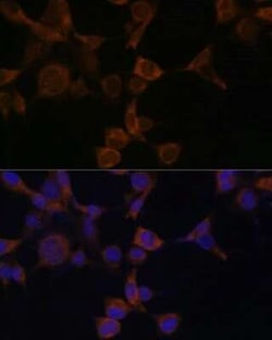 AMPK beta 1 Antibody - BSA Free, Novus Biologicals:Antibodies:Primary Antibodies