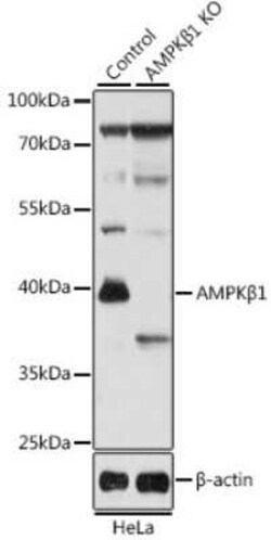 AMPK beta 1 Antibody - BSA Free, Novus Biologicals:Antibodies:Primary Antibodies