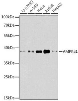 AMPK beta 1 Antibody - BSA Free, Novus Biologicals:Antibodies:Primary Antibodies