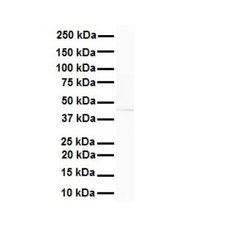 AMSH-LP Antibody, Novus Biologicals 100 &mu;L | Buy Online | Novus Biologicals | Fisher Scientific