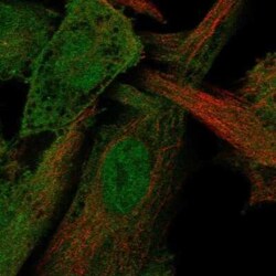 AMSH/STAMBP Antibody, Novus Biologicals:Antibodies:Primary Antibodies
