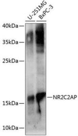 ANKHD1 Antibody - BSA Free, Novus Biologicals 0.02 mL, Unconjugated:Antibodies,
