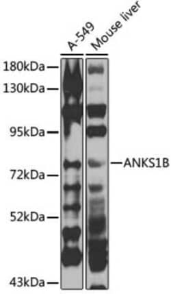 ANKS1B Antibody - BSA Free, Novus Biologicals 0.1 mL, Unconjugated:Antibodies,