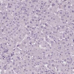 ANO2 Antibody, Novus Biologicals:Antibodies:Primary Antibodies