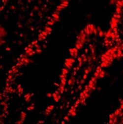 ANP32A Antibody - BSA Free, Novus Biologicals 0.1 mg; Unconjugated:Antibodies,