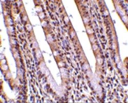 ANP32A Antibody - BSA Free, Novus Biologicals 0.1 mg; Unconjugated:Antibodies,