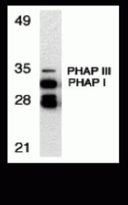 ANP32A Antibody - BSA Free, Novus Biologicals 0.1 mg; Unconjugated:Antibodies,