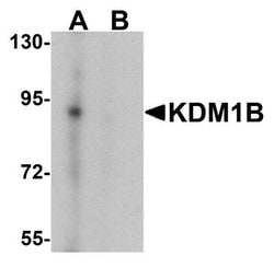 AOF1 Antibody - BSA Free, Novus Biologicals 0.1 mg | Buy Online | Novus Biologicals | Fisher Scientific