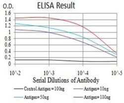 AP-2 beta/TFAP2B Antibody (6F7G1) - BSA Free, Novus Biologicals 0.1 ml;
