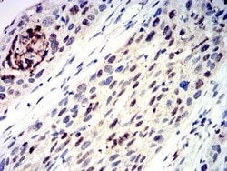 AP-2 gamma Antibody (3A11A5) - BSA Free, Novus Biologicals:Antibodies:Primary
