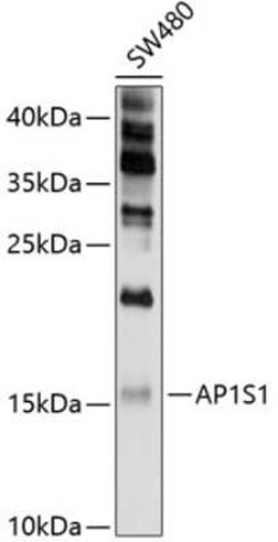 AP1S1 Antibody - BSA Free, Novus Biologicals:Antibodies:Primary Antibodies