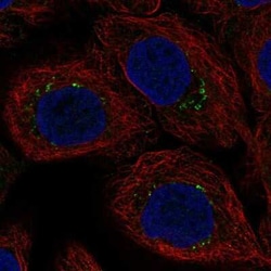AP1S3 Antibody, Novus Biologicals:Antibodies:Primary Antibodies