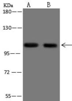 AP2A2 Antibody, Novus Biologicals:Antibodies:Primary Antibodies
