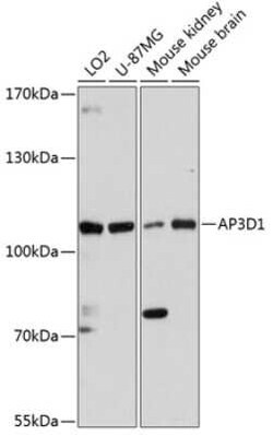 AP3D1 Antibody - Azide and BSA Free, Novus Biologicals 0.1 mL, Unconjugated:Antibodies,