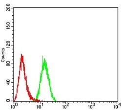 APAF-1 Antibody (2H9A1) - BSA Free, Novus Biologicals 0.1 ml; Unconjugated:Antibodies,
