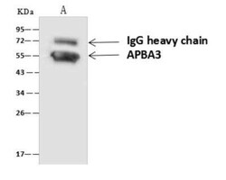APBA3/Mint-3 Antibody, Novus Biologicals 50 &mu;g; Unconjugated:Antibodies,