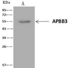 APBB3 Antibody, Novus Biologicals 50 &mu;g; Unconjugated:Antibodies, Polyclonal