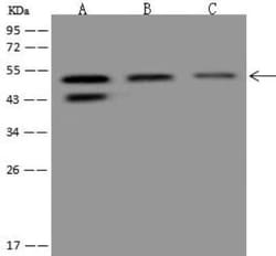 APBB3 Antibody, Novus Biologicals 50 &mu;g; Unconjugated:Antibodies, Polyclonal