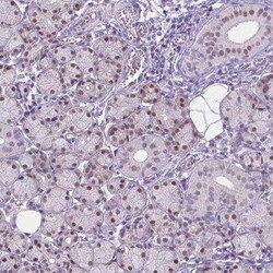 APCDD1L Antibody, Novus Biologicals:Antibodies:Primary Antibodies