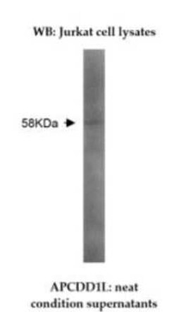 APCDD1L Antibody (Z35P1F10 C4) - BSA Free, Novus Biologicals:Antibodies:Primary