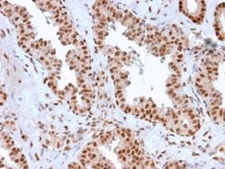 APE Mouse anti-Human, Clone: CPTC-APEX1-2, Novus Biologicals 20 &mu;g;
