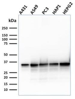 APE Antibody (CPTC-APEX1-2) - Azide and BSA Free, Novus Biologicals 100