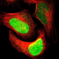APE Antibody, Novus Biologicals:Antibodies:Primary Antibodies