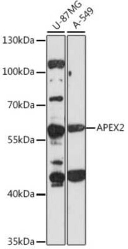APEX2 Antibody - Azide and BSA Free, Novus Biologicals 0.02 mL, Unconjugated:Antibodies,